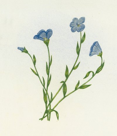Narrow-Leaved Pale Flax by English School